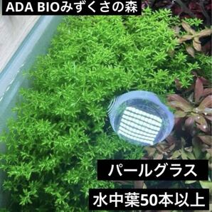 【水草】パールグラス　水中葉50本以上！ADA BIOみずくさの森　組織培養株