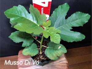 [ rare goods kind ]*MUSSO DI VO*1 year raw seedling fig ichi axis 