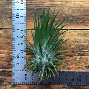 Tillandsia Ionantha Totem Pole　チランジア　イオナンタ　トーテムポール