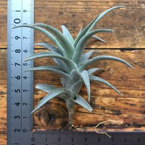 Tillandsia edithae　チランジア　エディシアエ