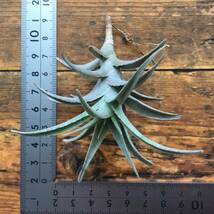 Tillandsia edithae　チランジア　エディシアエ_画像2