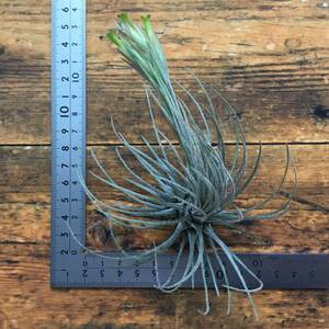 Tillandsia Plumosa　チランジア　プルモーサ