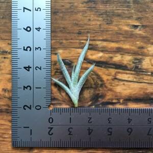 Tillandsia castellanii　チランジア　カステラニー