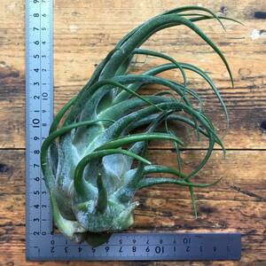 Tillandsia Selerianachi Ran jia selection rear na