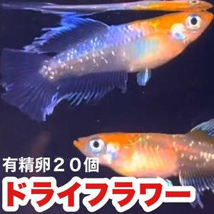 夢中メダカ血統【ドライフラワー】有精卵20個（保証5個含む）