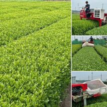 【狭山茶】茶畑直販☆なつかし煎茶6本☆5年度産☆一番茶100%☆深蒸し緑茶☆日本茶☆お茶_画像3