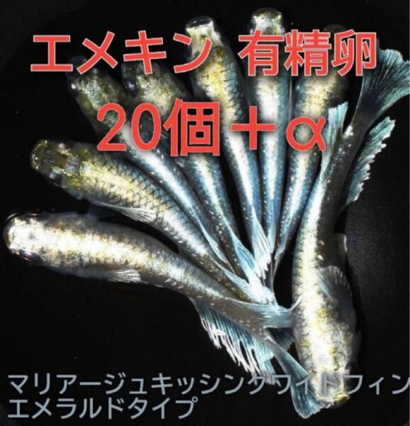 【発眼確認ずみ】マリアージュキッシングワイドフィン エメラルドタイプ エメキン 卵20個プラス補償分 