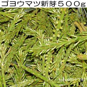 送料無料「 ゴヨウマツ 新芽 ５００ｇ 」 五葉松 いけばな ドライフラワー 押し花 盆栽 無農薬 野草 押し花 青汁 漢方薬 松葉 山菜