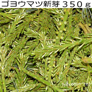 送料無料ネ「 ゴヨウマツ 新芽 350ｇ 」五葉松 生薬 料理 抗酸化 ジュース 無農薬 無添加 デトックス 青汁 アミノ酸 松葉 野菜 滋養強壮