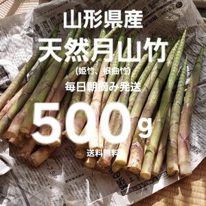 山形庄内産　朝摘天然月山竹(根曲竹)約500g　姫竹　天麩羅　春野菜　山菜