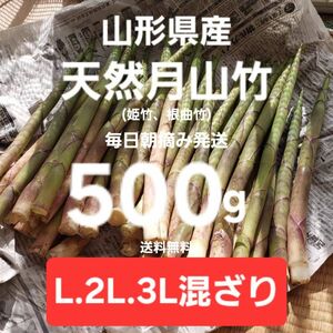 山形庄内産　朝摘天然月山竹(根曲竹)約500g　姫竹　天麩羅　春野菜　山菜