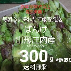 山形鳥海山産　朝摘み天然ばんけ約300g(訳ありふきのとう)蕗の薹　春野菜　山菜