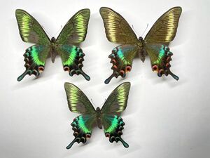 ミヤマカラスアゲハ　蝶　標本　3頭