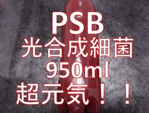 ●●●PSB(光合成細菌)950ml●●●●