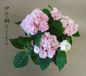 【送料込】伊予獅子てまり　吉岡麗子　山紫陽花　アジサイ