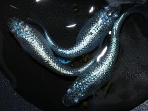 【いのめだか】 青サブシルバー(金塊×ネプチューン)F4 極上 若魚 親候補 トリオ 雄1雌2 産卵中 現物取引
