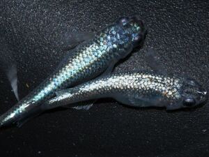 【いのめだか】 青サブシルバー(金塊×ネプチューン)F4 極上 若魚 親候補 １ペア 産卵中 現物取引