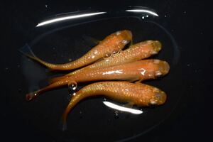ウーブメダカ『紅華』2ペア 産卵個体　ラメ
