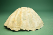 　ホタテ化石　（盆景 水石 鑑賞石　飾り石）ID3514_画像4