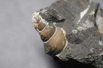 巻貝化石　北海道　羽幌産　　（化石 鉱物 鑑賞石）ID3222_画像5