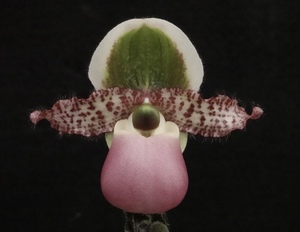 初花一点物 優秀花 開花中 Paph liemianum ('Grande'×'Mary'SBM/JOGA) ① 原種 パフィオ 洋蘭