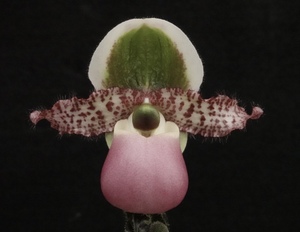 初蕾付2株セット 最終販売！ Paph liemianum ('Grande'×'Mary'SBM/JOGA) ② 原種 パフィオ 洋蘭