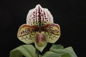 初花一点物 優秀花 開花中 特価スタート！ Paph Blendia × S. Gratrix ② 整型花×ブラキ　パフィオ 洋蘭