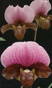 約20株入りフラスコ苗 ２本限定！ Paph charlesworthii ('E.T'HCC/JOS×'Prominence') ② 原種 パフィオ 洋蘭