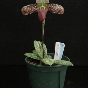 一点物 開花中 最終販売！ Paph sukhakulii ('Beta'×'Tokyo Harmony') ③ 原種 パフィオ 洋蘭の画像2