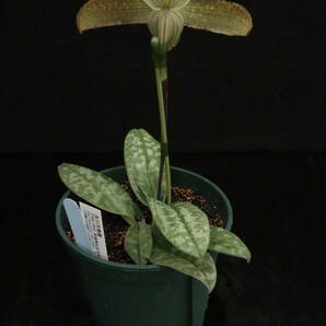 一点物 開花中 最終販売！ Paph sukhakulii ('Beta'×'Tokyo Harmony') ③ 原種 パフィオ 洋蘭の画像5