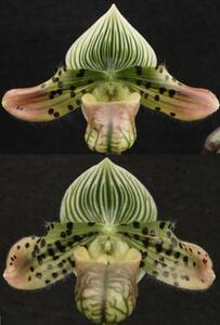 約20株入りフラスコ苗 1本限定！ Paph venustum ('Archdemon'×'Sphinx') 原種 パフィオ 洋蘭