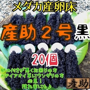 メダカ産卵床 10㎝ ★産助(さんすけ)2号黒20★ ※組立不要！金魚にも