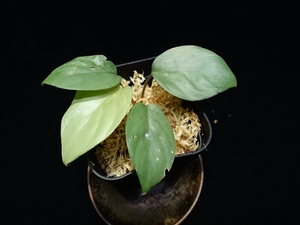 管26:Homalomena sp Silver Muska from Aceh Besar【AZ0324-2】ホマロメナ　60サイズ