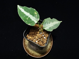 管52:Aglaonema pictum ちゃんぷーる from Lubuklinggau【AZ1123-9a】 60サイズ