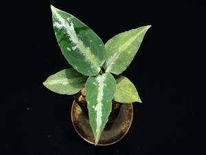 管55:Aglaonema pictum ちゃんぷーる from Lubuklinggau【AZ1123-9a】葉っぱ3枚くらいおちそう 80サイズ