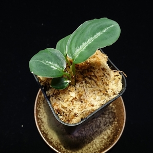 管11:Aglaonema pictum Seeds from Padangsidempuan【AZ0322-1e】60サイズの画像1