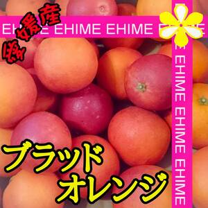 ★☆ ブラッドオレンジ（タロッコ）　2.5キロ 【愛媛蜜柑 限定2箱 高級柑橘 特価品】