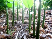 【送料無料】今が植え時！黒部産 天然山みょうが・ミョウガ・発芽地下茎・苗 10本_画像3