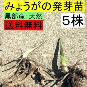 【送料無料】今が植え時！黒部産 天然山みょうが・ミョウガ・発芽地下茎・苗 5本