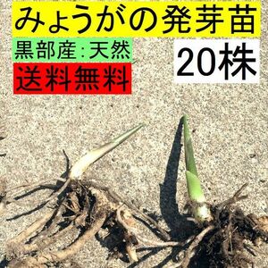 【送料無料】今が植え時！黒部産 天然山みょうが・ミョウガ・発芽地下茎・苗 20本