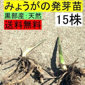 【送料無料】今が植え時！黒部産 天然山みょうが・ミョウガ・発芽地下茎・苗 15本