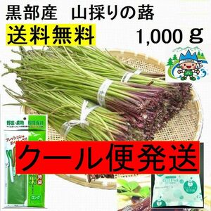 クール便発送【送料無料】(関東 東海 近畿 北陸 信越)　黒部産 天然 山蕗 ふき フキ(長くてスリム)保冷剤＆新鮮パック 80サイズ 1,000g　