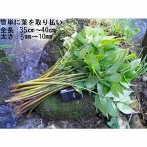 名水の里黒部 天然 赤ミズ みず カタハ ウワバミ草【5月20日から】新鮮パック＆保冷パックで発送　2,000g_画像4