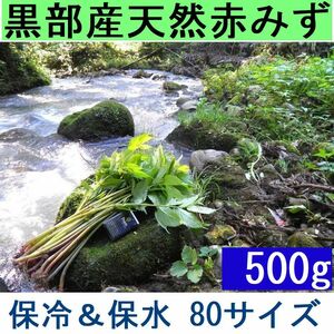 名水の里黒部 天然 赤ミズ みず カタハ ウワバミ草【5月20日から】新鮮パック＆保冷パックで発送　500g