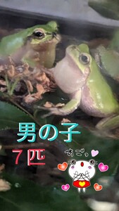 ●アマガエル・雄(男の子)７匹★良く鳴いてまして、可愛ぃ〜です(#^.^#)♪♪大人のアマガエルです♪♪あと僅か★まとめ販売♪♪