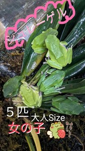 * Schlegel's green tree frog girl 5 pcs Set.4 point exhibition!!* possible love .~. * adult shure.! search -amaga L *mo rear oga L 