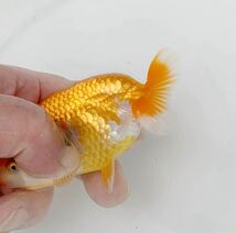 ☆のどか☆ ２歳雌魚 Ｅ_画像2