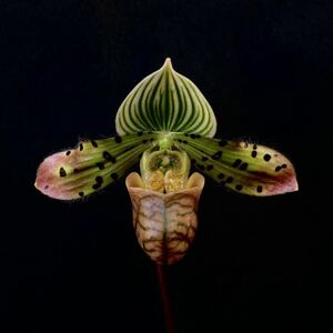 Paph. venustum x sib (‘N-4’ x ‘Fumi’) パフィオ　ベヌスタム　洋蘭　花なし