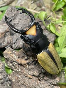 WILD　アチェ　Mt.Leuser産　 ラコダールツヤクワガタ♂８１ミリペア 　インドネシア便