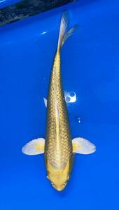 . colored carp ( goods judgement . for establish common carp )22 year production,35. rank, silver . mountain blow yellow gold (.. common carp place, small thousand .)520-4, animation have 